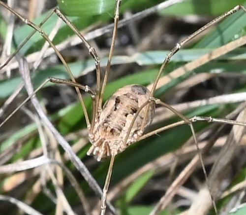 Réf. 349 825 : Phalangium opilio